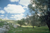 Sheep grazing near Nazareth